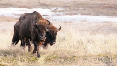 Wisent, Kennermerduinen