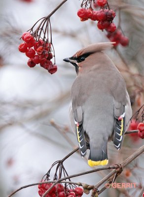 Pestvogel