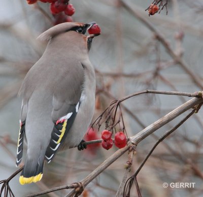 Pestvogel