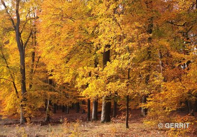 Herfst, Hoge Veluwe