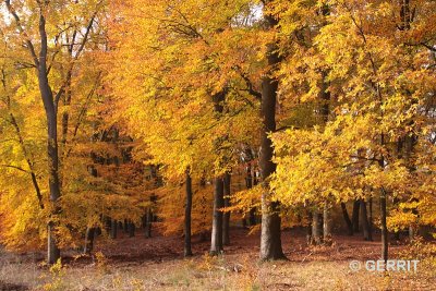 Herfst, Hoge Veluwe