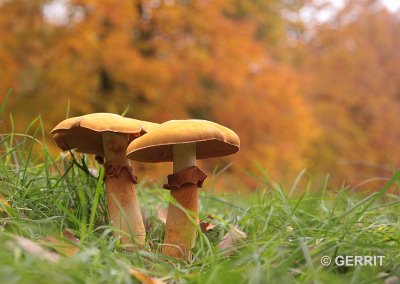 Herfst, Hoge Veluwe