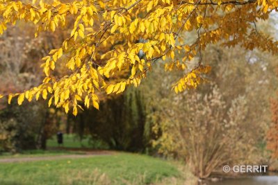 Herfst, Hoge Veluwe