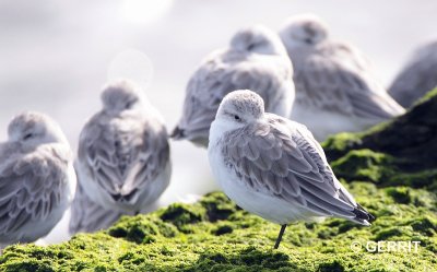Drieteenstrandloper