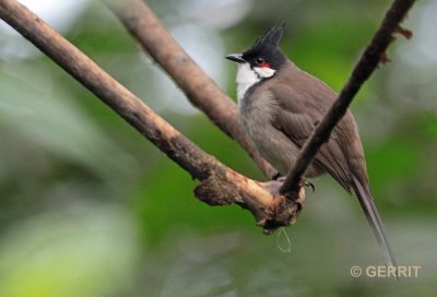 Red-whiskered Bulbul