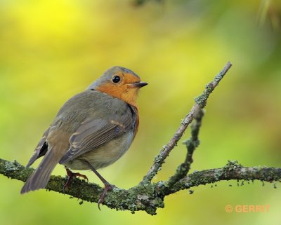 Roodborst