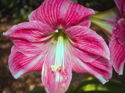 flowers17