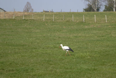 Stork, near Pfaffenhoffen