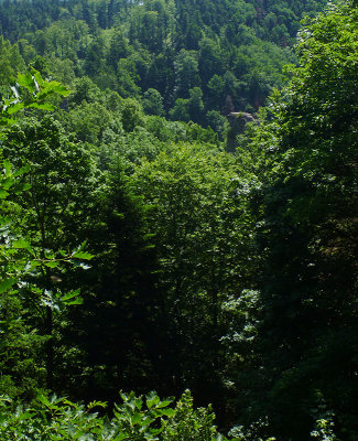 Bischoffsheim 100k - tiens, des arbres