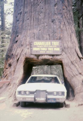 Chandelier Tree 75 Ford Counry Squire Wagon.jpg