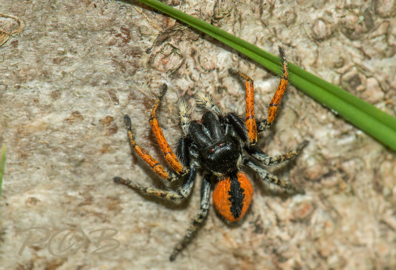 Springspin Philaeus chrysops, op stam van Lijsterbes dicht bij de grond