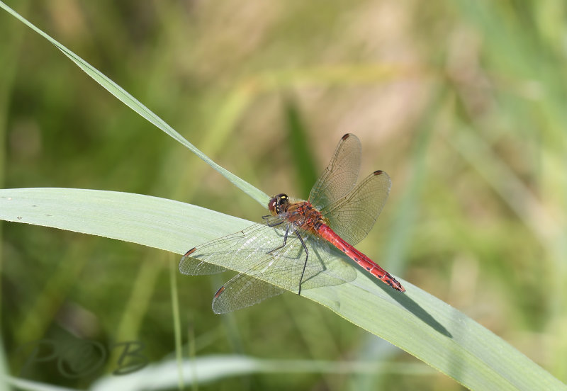 Kempense heidelibel man - Sympetrum depressiusculum