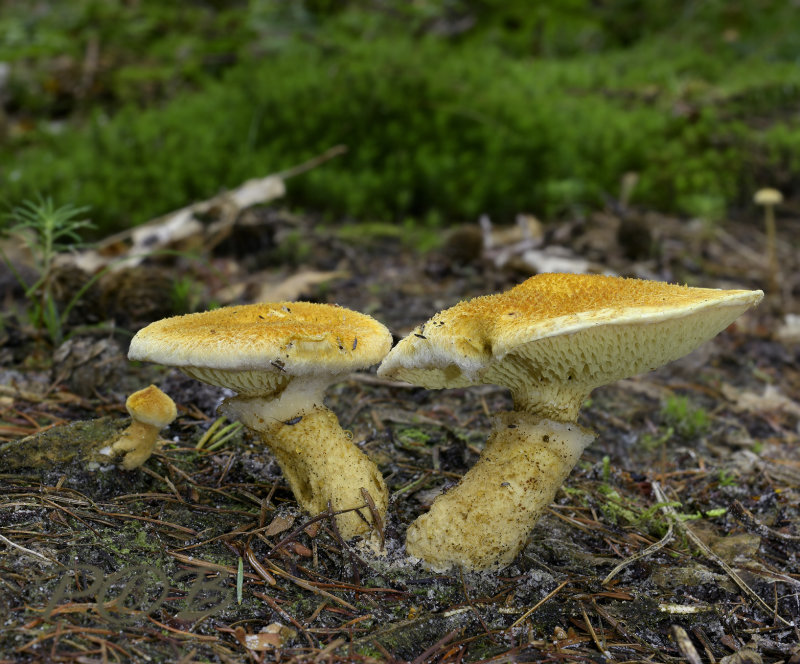 Suillus cavipes var. aureus, vers