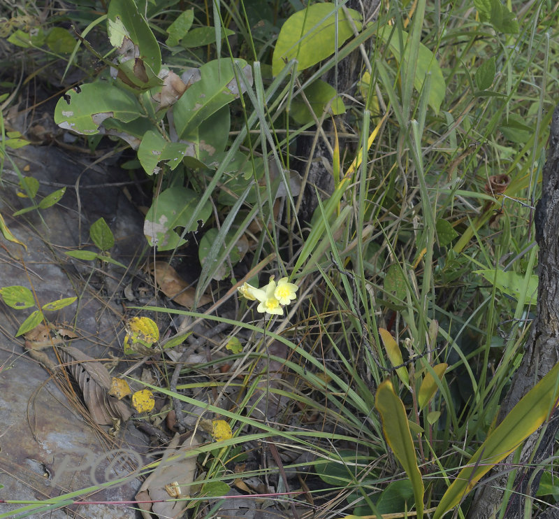 Spathoglottis eburnea habitat