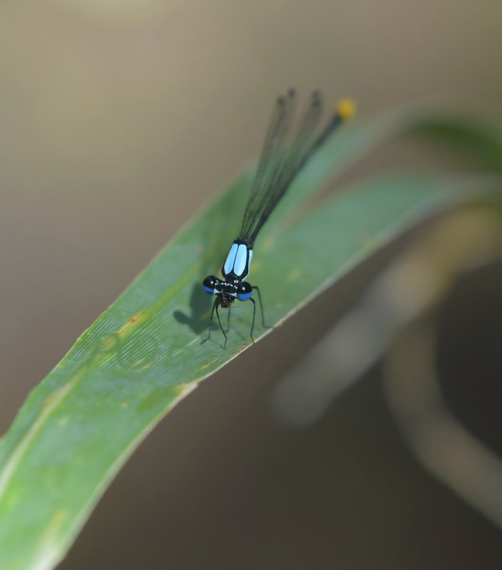 Phu rua, Coeliccia sp.