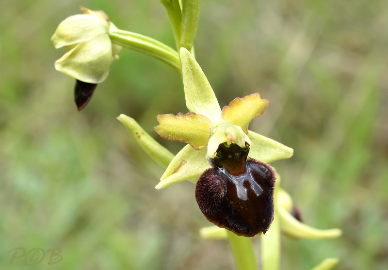 Ophrys sphegodes var. atrata