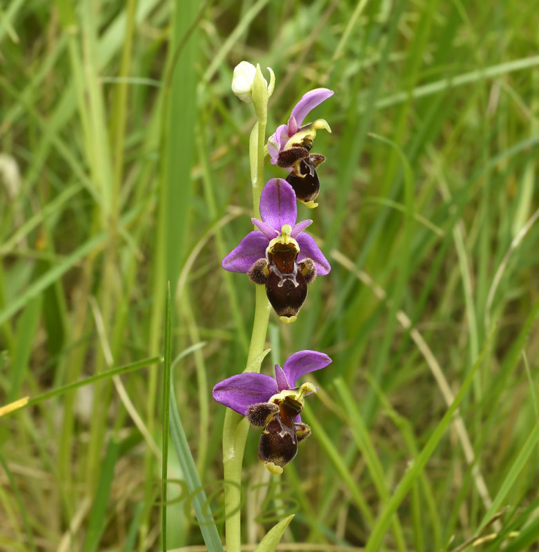 Ophrys pseudo scolopax 