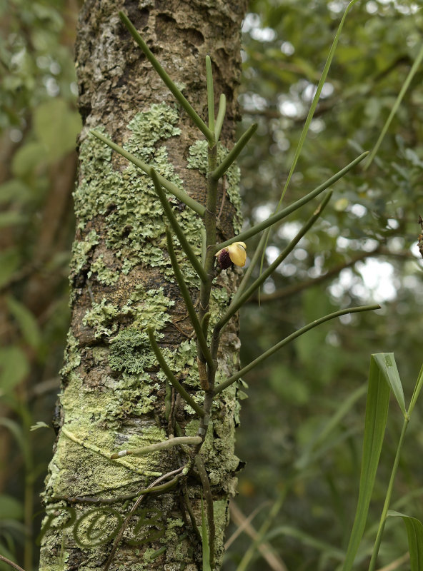 Luisia thailandica