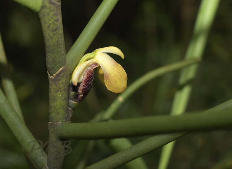 Luisia thailandica