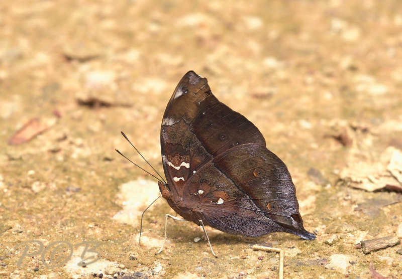 Doleschallia bisaltide, autumn leaf