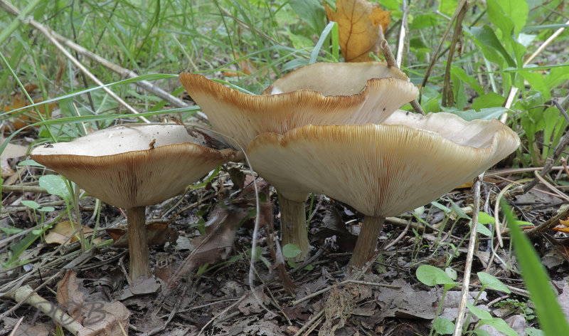 Streepsteel veldridderzwam, Melanoleuca grammopodia