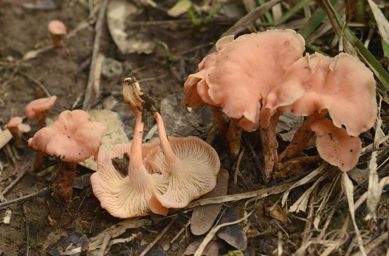 Cantharellus