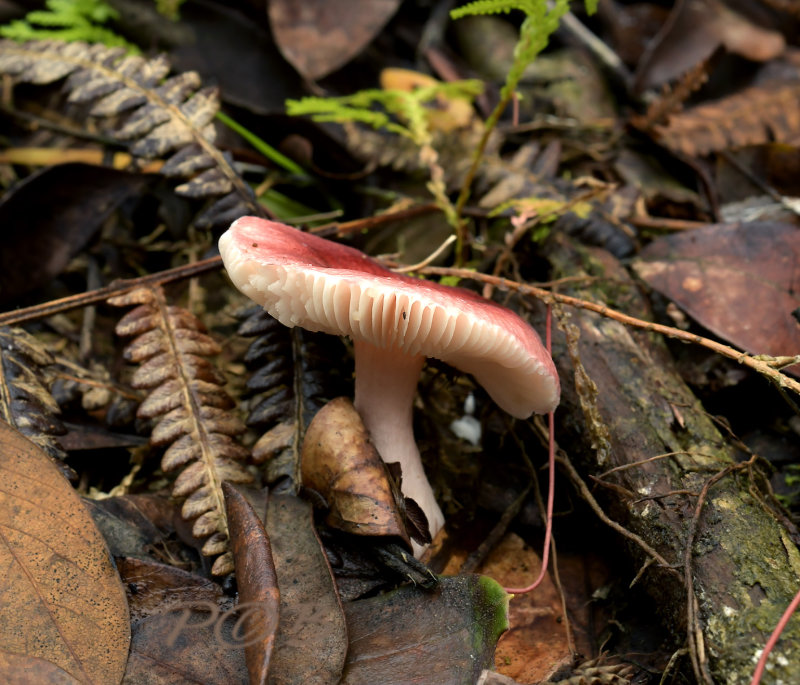 Eetbare Russula