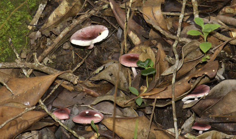 Eetbare Russula