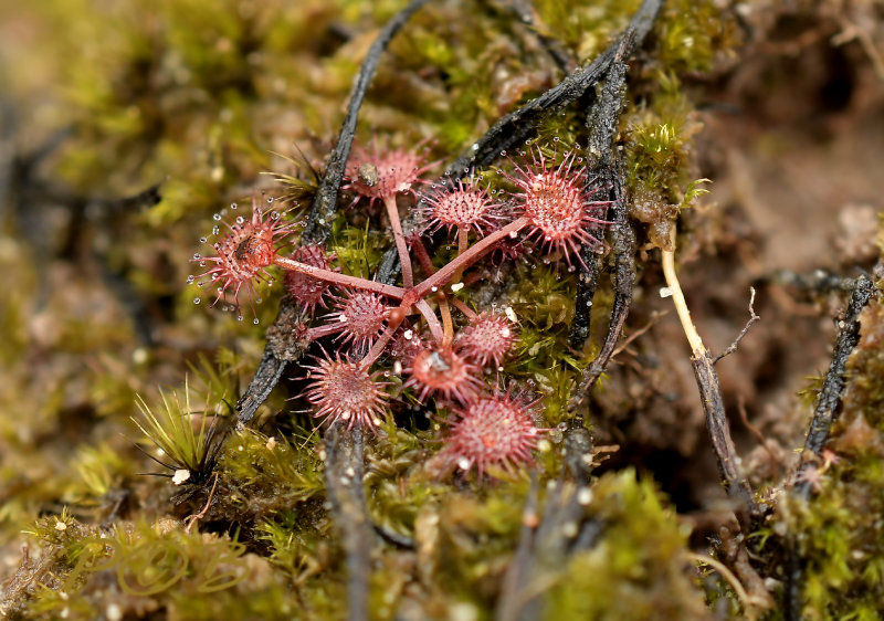 Drosera pygmaea