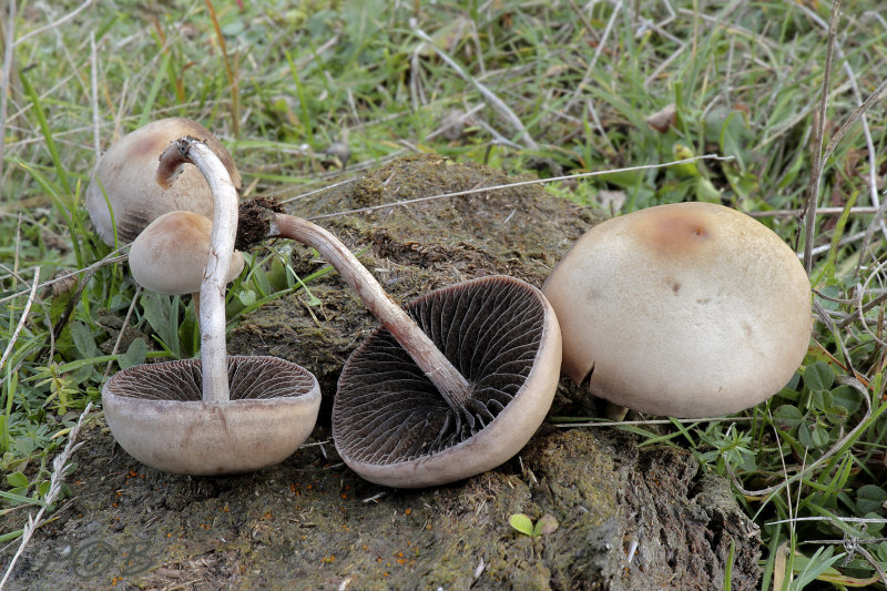 Grauwe vlekplaat, oud - Panaeolus fimicola