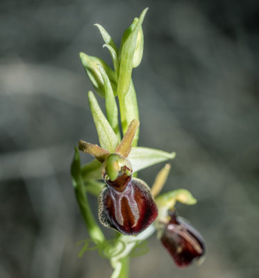 Ophrys sphegodes ssp. cretensis