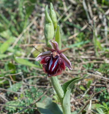 Ophrys spruneri, bright colors in bright sunlight