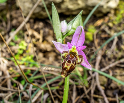 Ophrys heldreichii