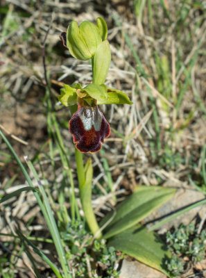 O. fusca ssp. Thriptiensis