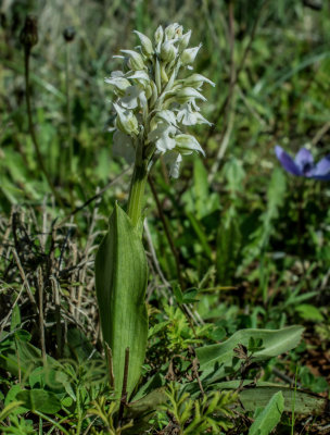 Neotinea lactea alba