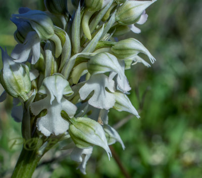 Neotinea lactea alba