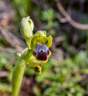 Ophrys fusca ssp. cinereophila from Crete