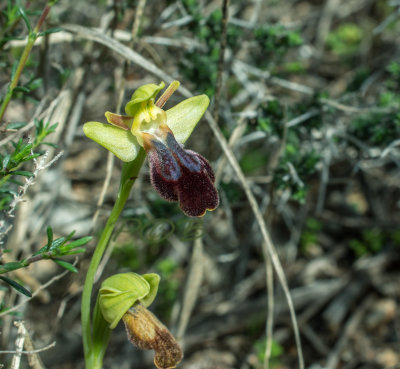 Ophrys iricolor ssp. mesaritica