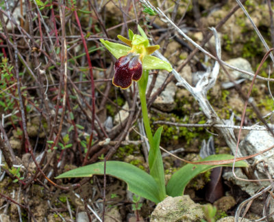 Ophrys fusca ssp. creberrima