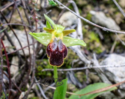 Ophrys fusca ssp. creberrima