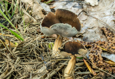 Grote schotelkluifzwam, Helvella queletii