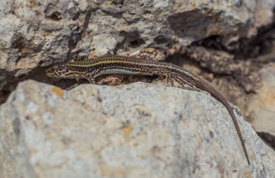 Muurhagedis, ondersoort van Kreta, Podarcis cretensis