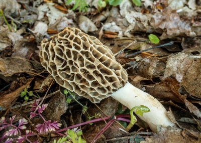 Morchella esculenta