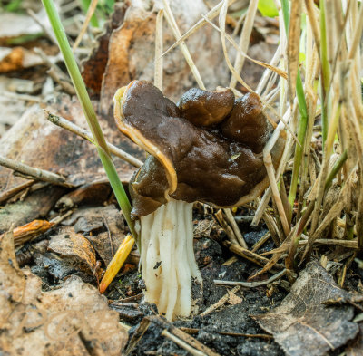 Geaderde kluifzwam, Helvella fusca