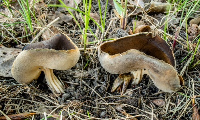 Grote schotelkluifzwammen, Helvella queletii