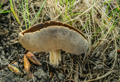 Helvella queletii