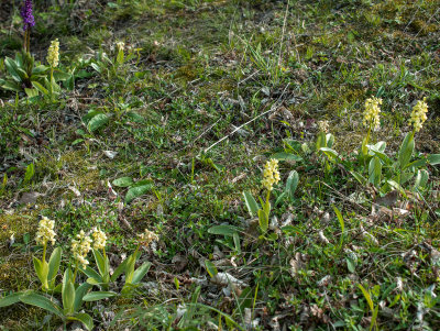 Orchis pallens, bleke orchis