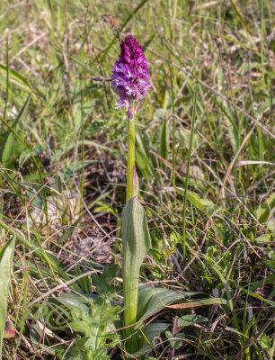 Hybrid, Neotinea tridentata x ustulata