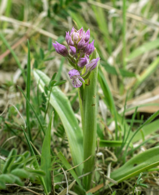 Hybrid, Neotinea tridentata x ustulata
