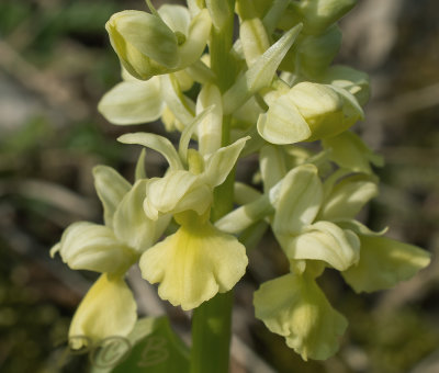 Orchis pallens, bleke orchis